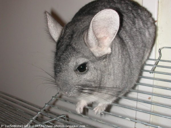 Photo de Chinchilla