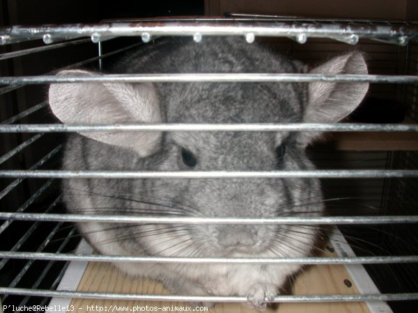 Photo de Chinchilla