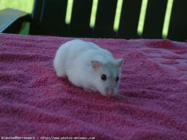 Photo de Hamster