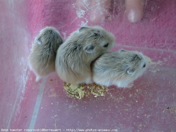 Photo De Hamster Bebe Hamster Roborovski N Sur Photos Animaux Com