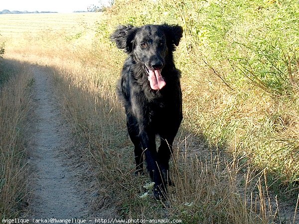 Photo de Retriever  poil plat