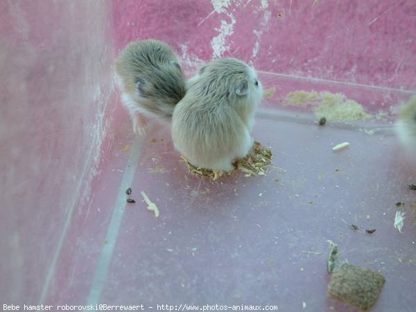 Photo De Hamster Bebe Hamster Roborovski N Sur Photos Animaux Com