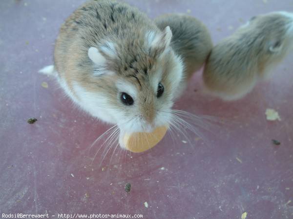 Photo de Hamster