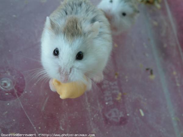 Photo de Hamster