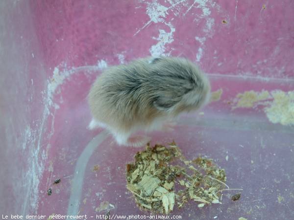 Photo de Hamster