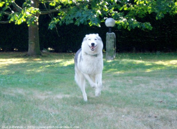 Photo de Husky siberien