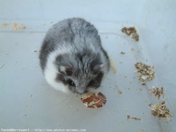 Photo de Hamster