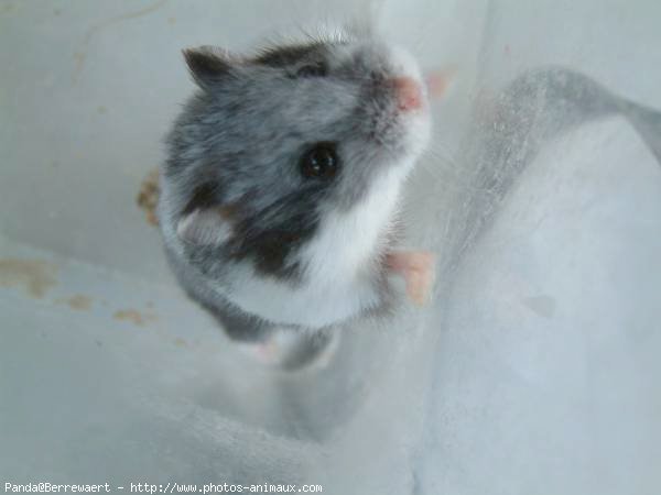 Photo de Hamster