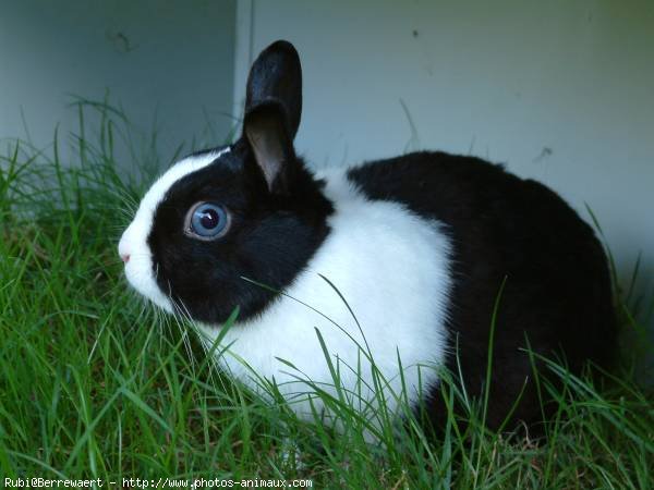 Photo de Lapin