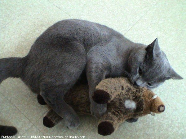 Photo de Chartreux