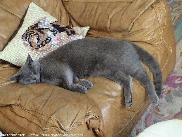 Photo de Chartreux