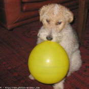 Photo de Fox terrier  poil dur