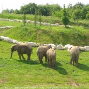 Photo d'Elphant d'afrique