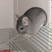 Photo de Chinchilla