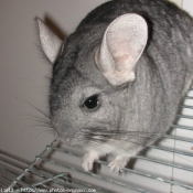 Photo de Chinchilla