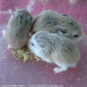 Photo de Hamster