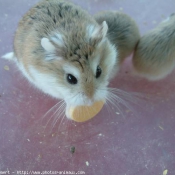 Photo de Hamster