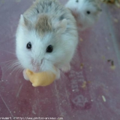 Photo de Hamster