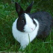 Photo de Lapin