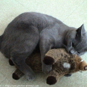 Photo de Chartreux