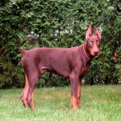 Photo de Dobermann