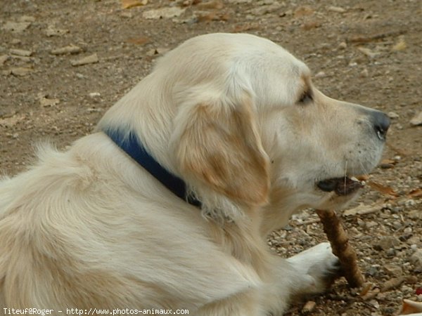 Photo de Golden retriever