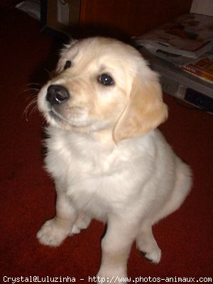 Photo de Golden retriever