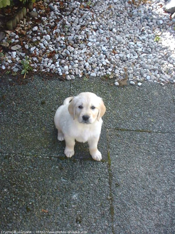 Photo de Golden retriever