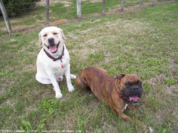 Photo de Boxer