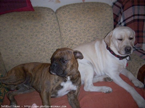 Photo de Labrador retriever