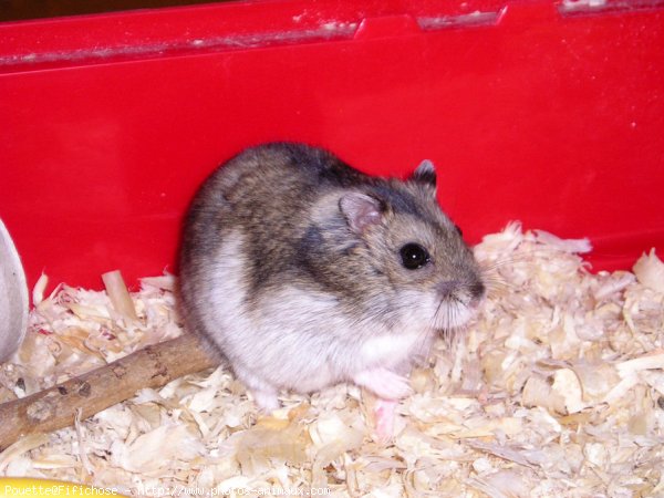 Photo de Hamster