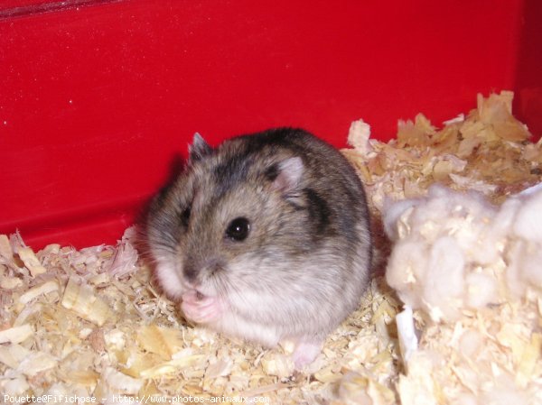 Photo de Hamster