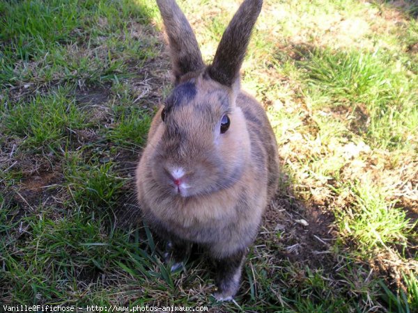 Photo de Lapin