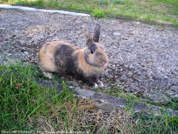 Photo de Lapin