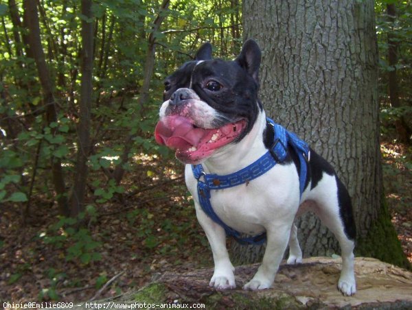 Photo de Bouledogue franais