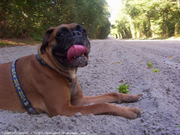 Photo de Boxer