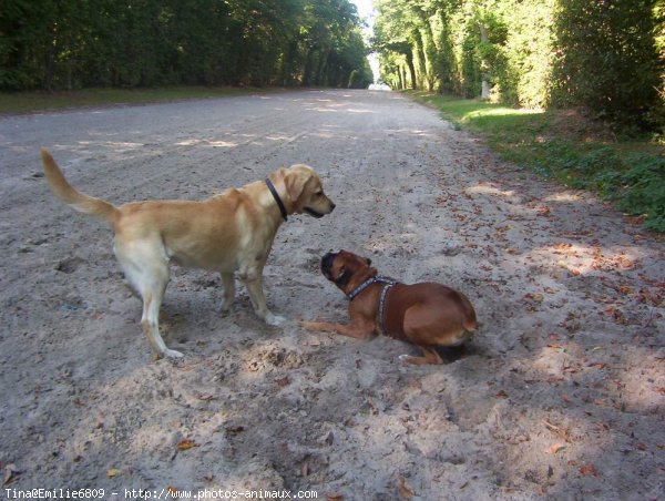 Photo de Boxer