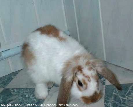 Photo de Lapin