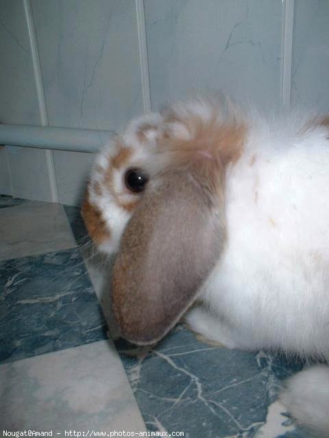 Photo de Lapin