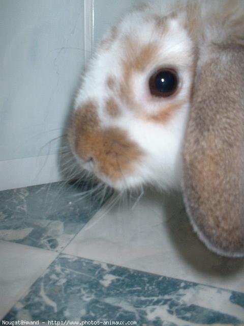 Photo de Lapin