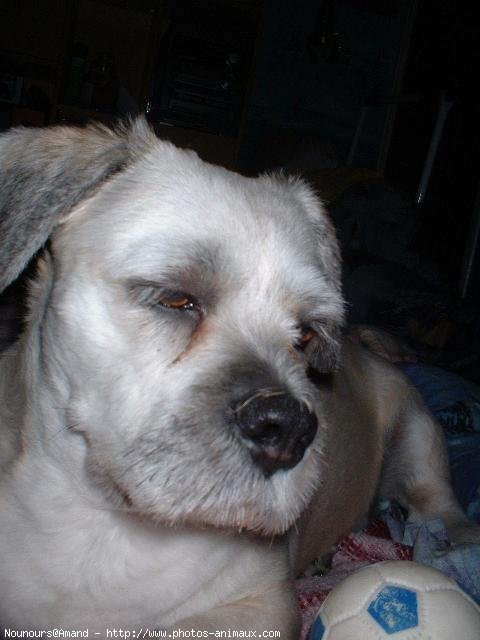 Photo de Lhassa apso