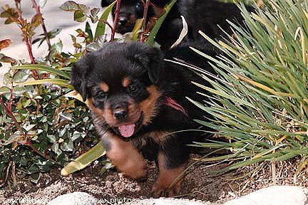 Photo de Rottweiler