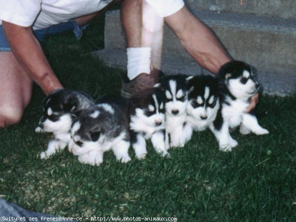 Photo de Husky siberien