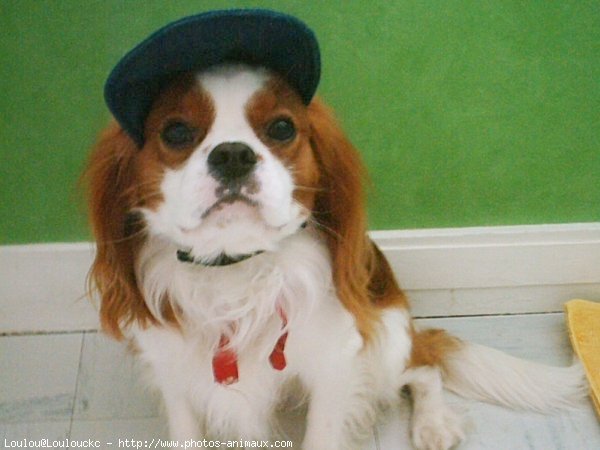 Photo de Cavalier king charles spaniel