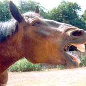 Photo de Cob normand