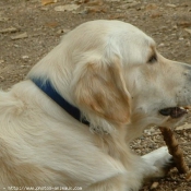 Photo de Golden retriever