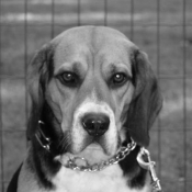 Photo de Beagle