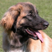 Photo de Leonberg