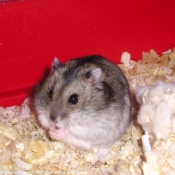 Photo de Hamster