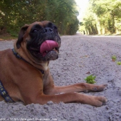 Photo de Boxer